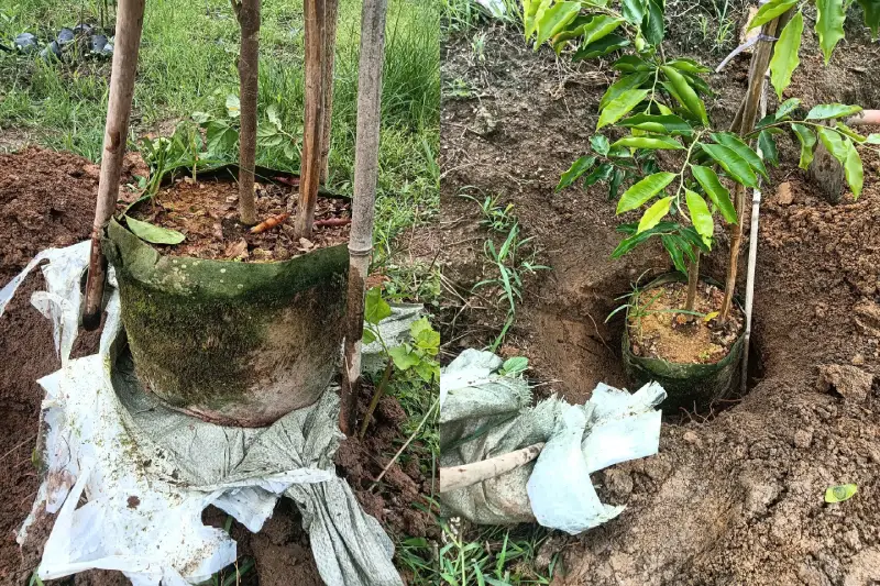 Cây Kỳ Hải Nam (Tâm Kỳ)