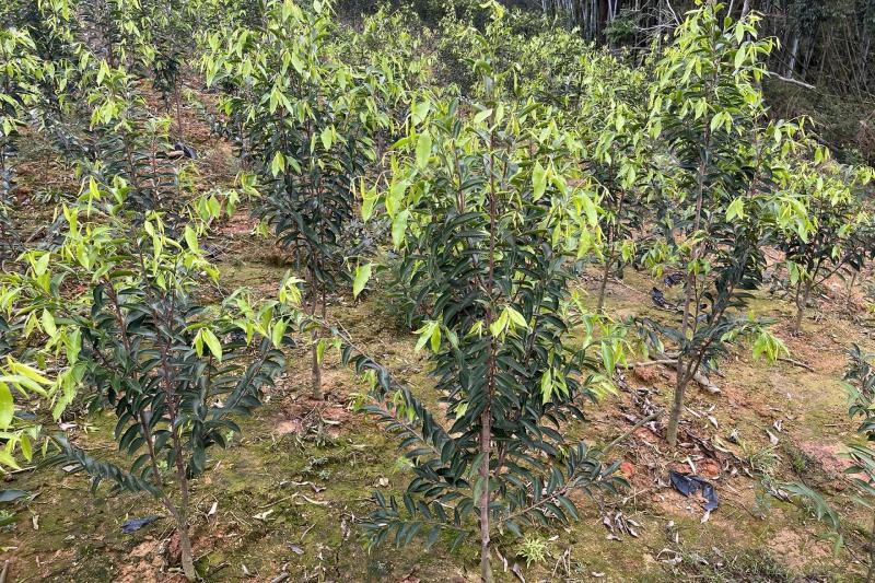 Cây Kỳ Hải Nam (Hương Kim)