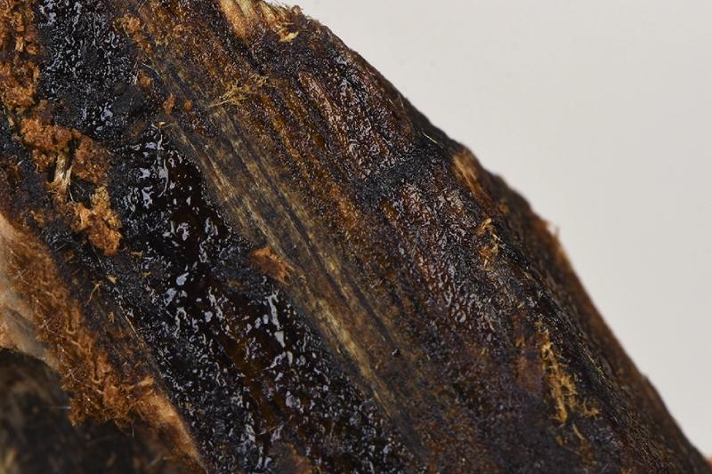 Cây Kỳ Hải Nam (Hương Mật)