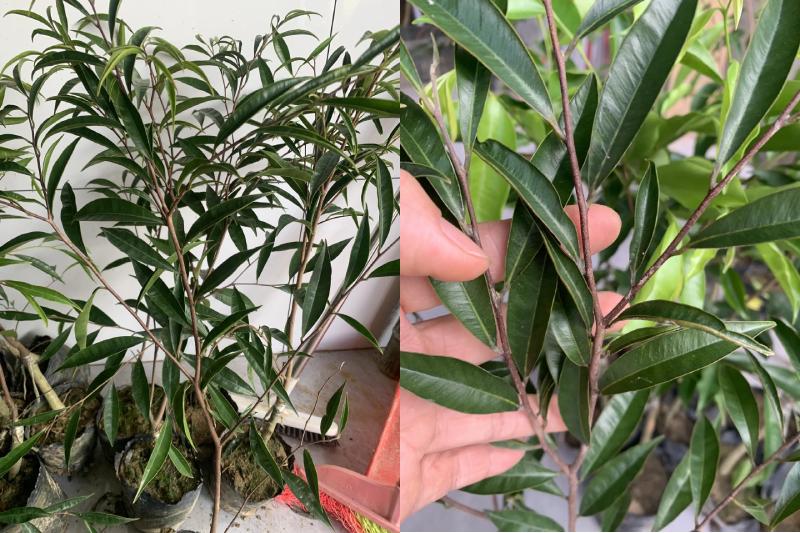 Cây Kỳ Hải Nam (Lá Kim)