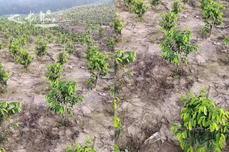 Cây Kỳ Hải Nam (Ngọc Trai Đen)