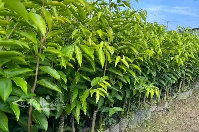 Cây Kỳ Hải Nam (Thanh Kỳ)