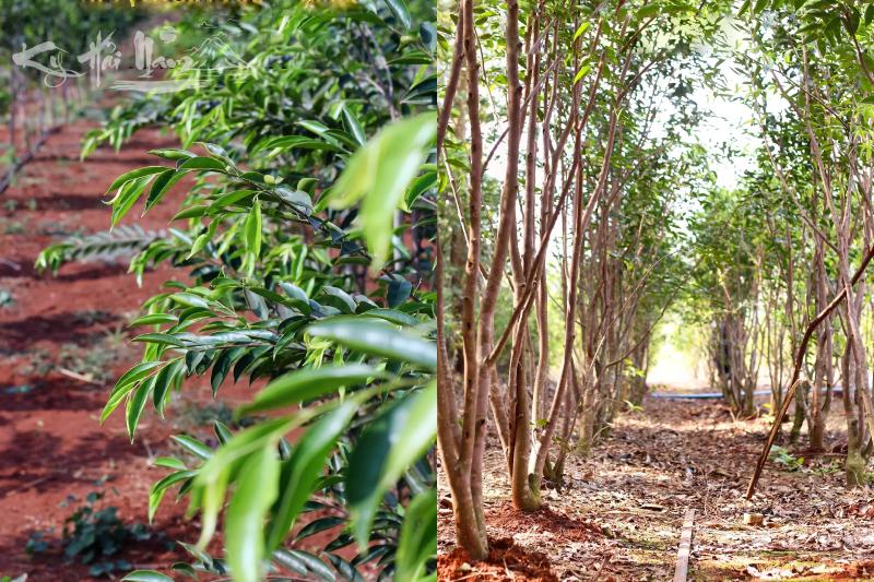 Cây Kỳ Hải Nam (Tử Kỳ)