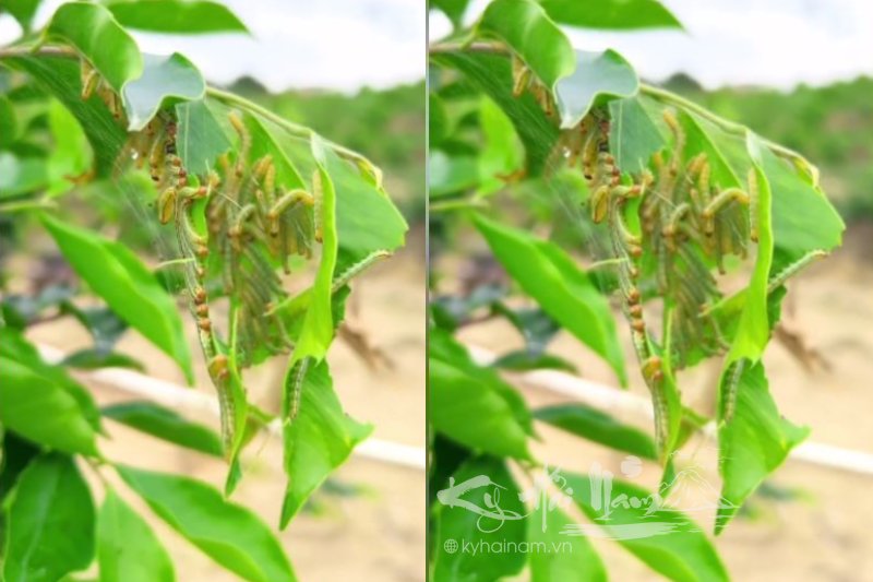 Khi cây Kỳ Nam bị sâu ăn lá tấn công thì phải làm gì?