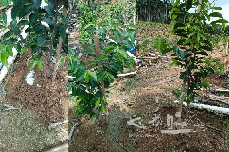 Nên bón phân cho cây Kỳ Hải Nam bao lâu 1 lần?