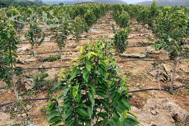 Những loại phân bón tốt nhất cho cây kỳ hải nam