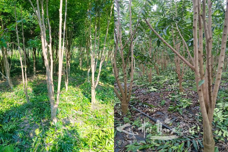 Khi nào thì bắt đầu cắt tỉa cành cho cây Kỳ Hải Nam?