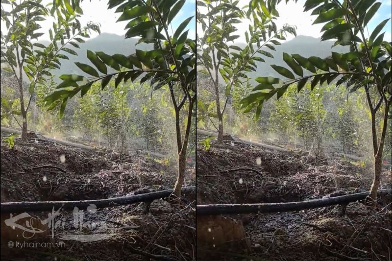 Cách chăm sóc cây Kỳ Hải Nam phát triển xanh tốt