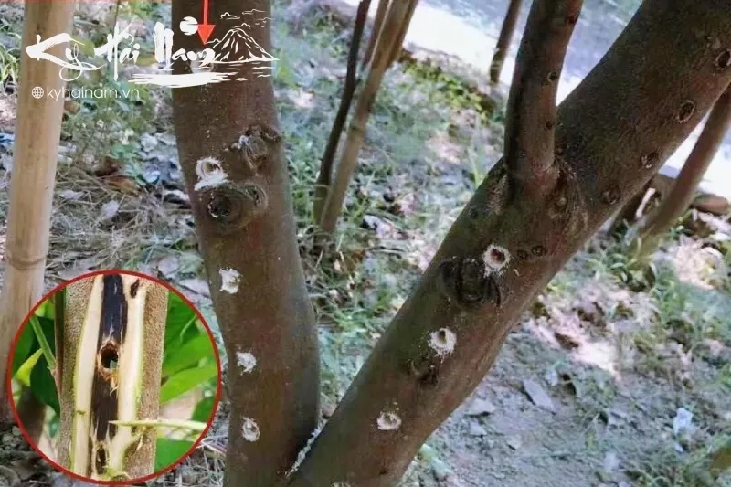 Cách khoan đục cây kỳ hải nam để tạo Kỳ tốt nhất