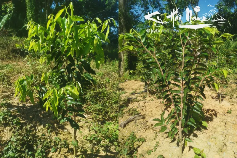 Thời điểm tốt để trồng cây kỳ hải nam