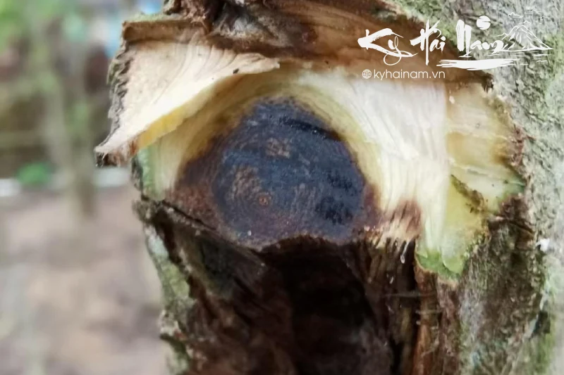 Bí mật đằng sau cái tên Kỳ Hải Nam