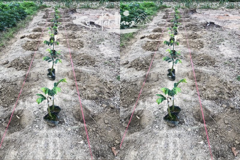 Cách trồng cây Kỳ Hải Nam phát triển tốt ít sâu bệnh