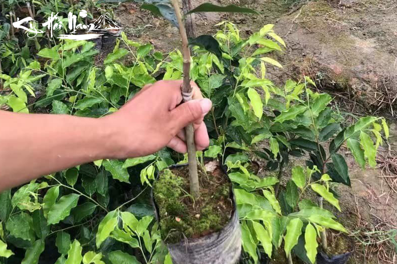 Những hình ảnh cây Kỳ Hải Nam tự nhiên trong thực tế