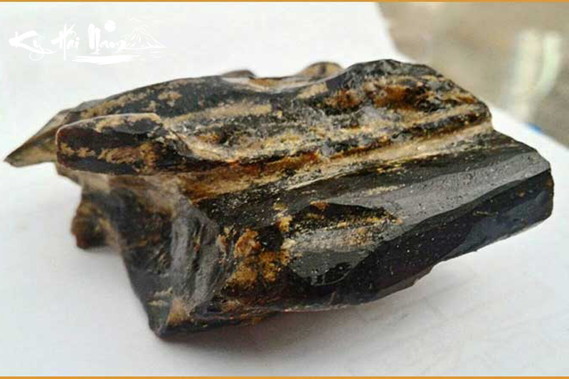 Hắc Kỳ Nam – Vàng đen rừng xanh với nhiều tác dụng tuyệt vời