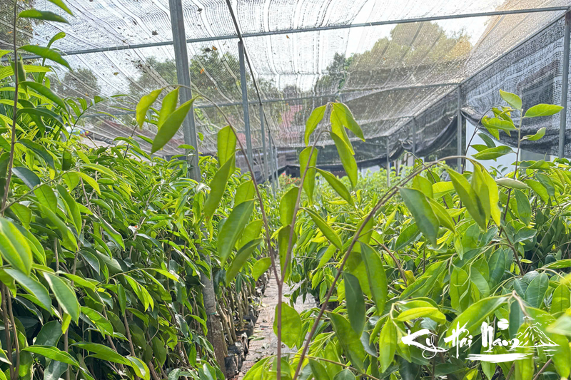 Ở đâu bán cây giống Kỳ Hải Nam chất lượng nhất? 