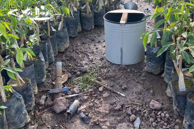 Cách trồng và chăm sóc giống cây trầm hương đúng kỹ thuật 