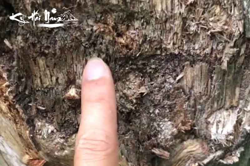 Gỗ cây gió bầu là gì? Tác dụng, phân biệt và giá cả