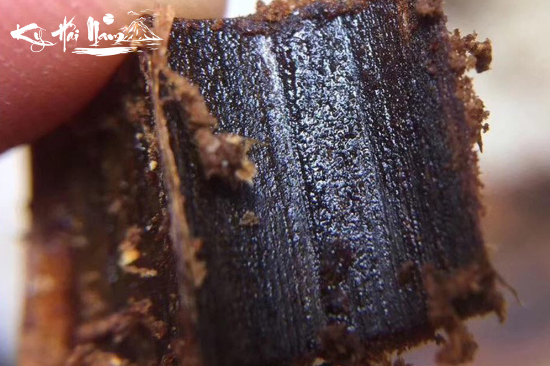 Kỳ Nam là gì? Tại sao đắt hơn trầm hương và vàng gấp nhiều lần?