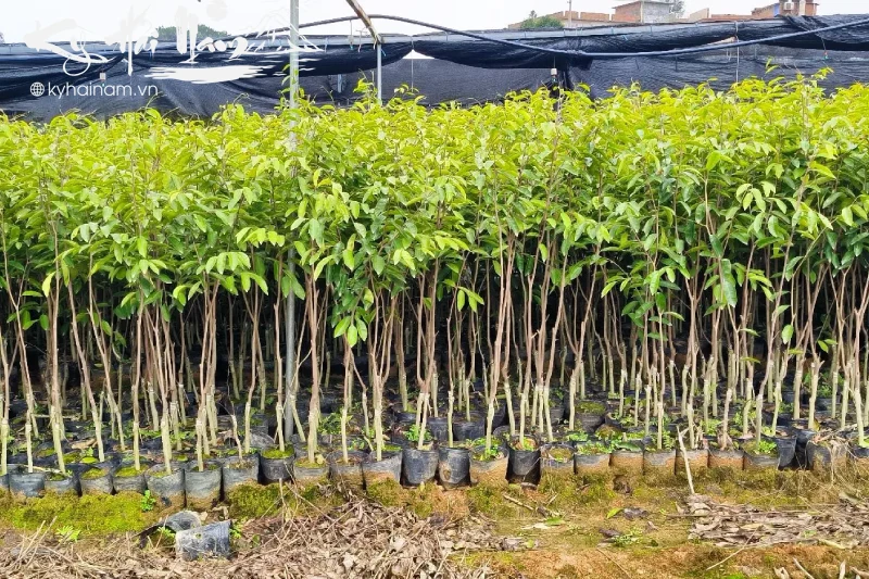 Cây kỳ hải nam (Sương trắng)