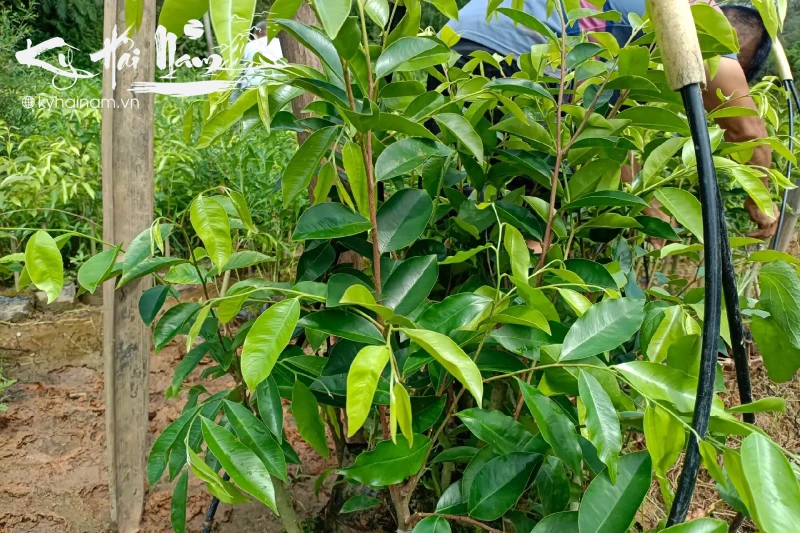 Cây kỳ hải nam (Hương Chín)