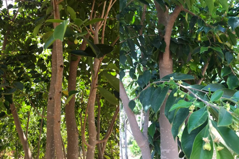 Cây kỳ hải nam (Đường Kết)