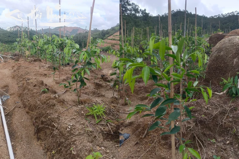 Cây Kỳ Hải Nam (Hải Vương)