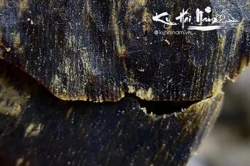 Điều gì khiến Kỳ Hải Nam trở nên đặc biệt?