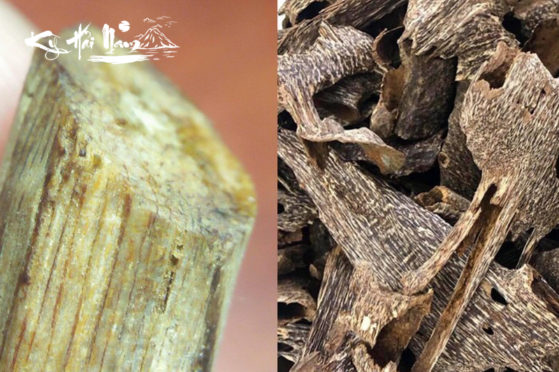 Gỗ Kỳ Nam là gì? Những ứng dụng của Kỳ Nam trong đời sống