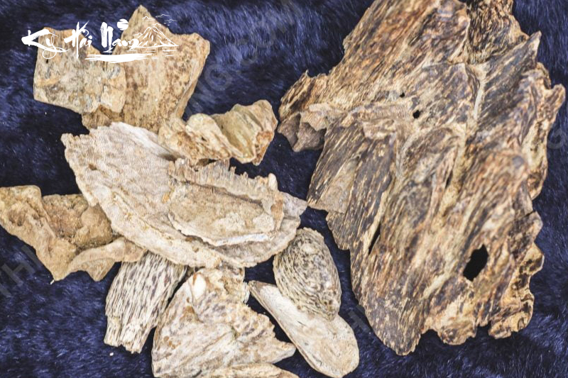 Bạch Kỳ Nam là gì? Vì sao loại Kỳ Nam này lại có giá đắt nhất?