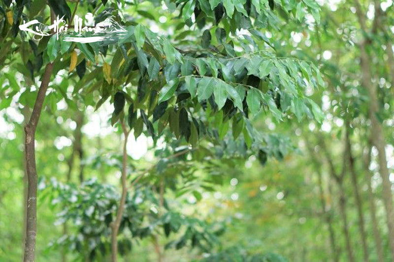 Cây Gió Bầu là cây gì? Cách tạo trầm hương thành công 100%