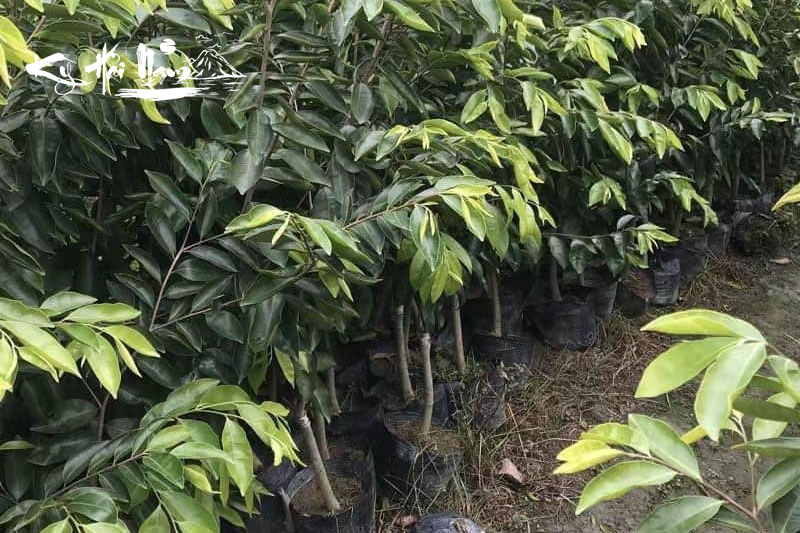 Bán cây giống Kỳ Hải Nam dòng Lá Dưa Hấu F1