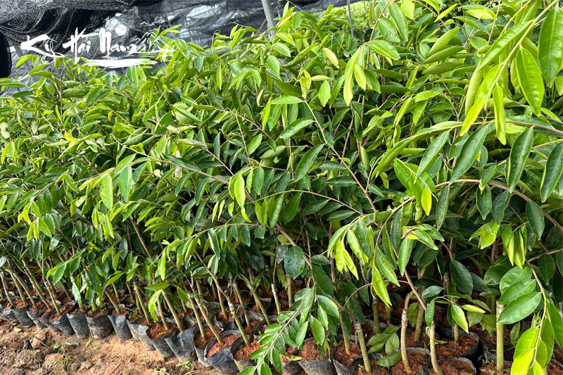 Bán cây giống Kỳ Hải Nam dòng Xương Đỏ Thân Lõm F1