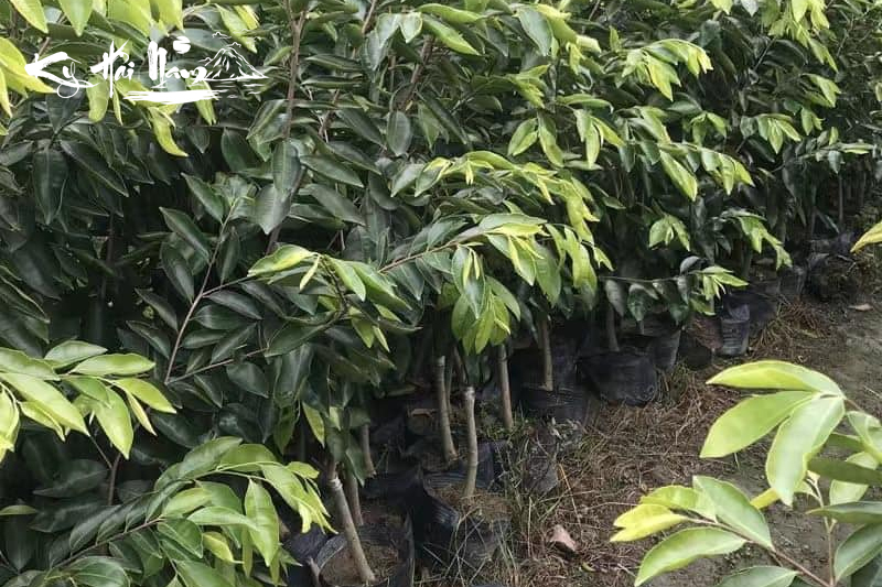 Bán cây Kỳ Hải Nam dòng Hổ Ban Chỉ Kỳ F1