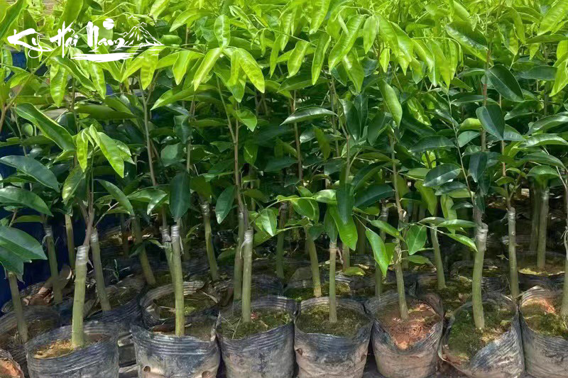 Bán cây giống Kỳ Hải Nam dòng Hắc Kỳ F1 chuẩn nhất