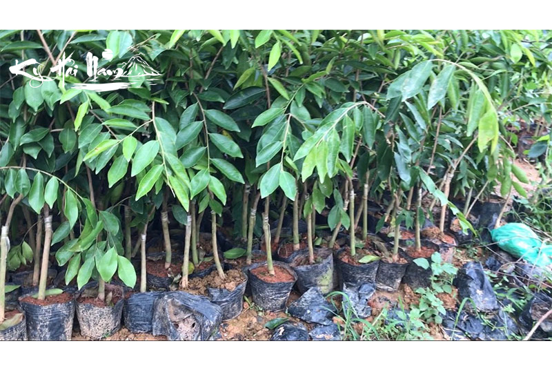 Bán cây giống Kỳ Hải Nam dòng Hoàng Kỳ F1