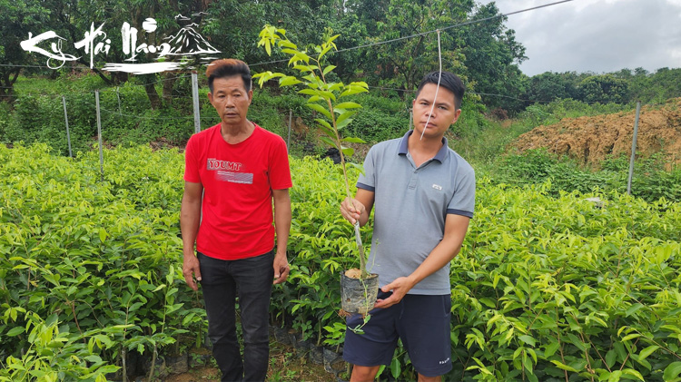Bán cây giống Kỳ Hải Nam dòng Dầu Tơ Vàng F1 thuần chủng