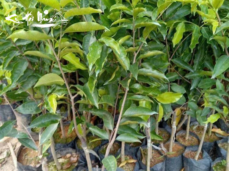 Bán cây giống Kỳ Hải Nam dòng Tâm Kỳ F1