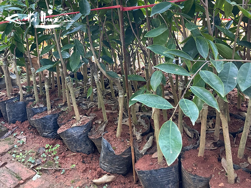 Bán cây giống Kỳ Hải Nam dòng Ngọc Trai Đen F1