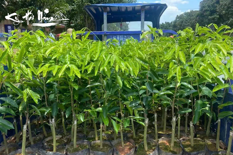 Bán cây giống Kỳ Hải Nam dòng Tử Kỳ F1