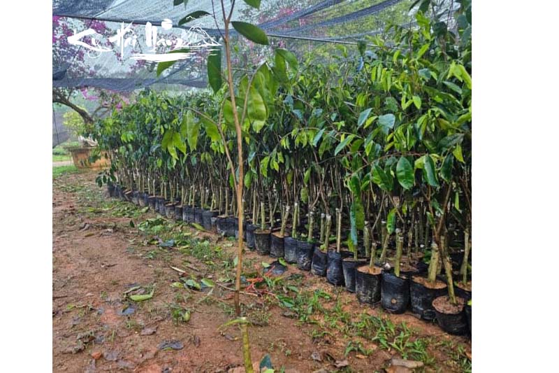 Bán cây giống Kỳ Hải Nam dòng Lá Dầu F1