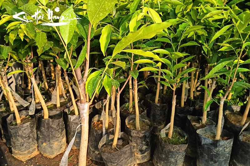 Bán cây giống Kỳ Hải Nam dòng Bạch Kỳ F1