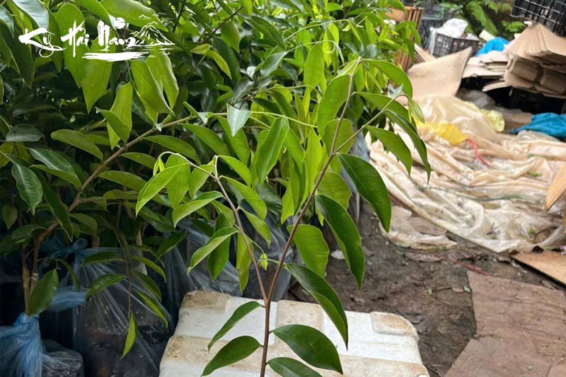 Bán cây giống Kỳ Hải Nam dòng Lá Kim Sa F1