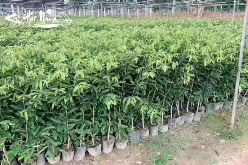 Bán cây giống Kỳ Hải Nam dòng Vua Dầu F1