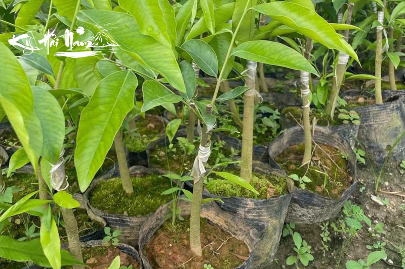 Bán cây giống Kỳ Hải Nam dòng Đường Kết F1