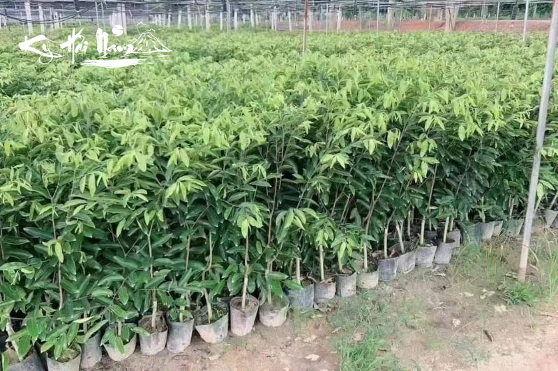 Bán cây giống Kỳ Hải Nam dòng Hương Chín F1
