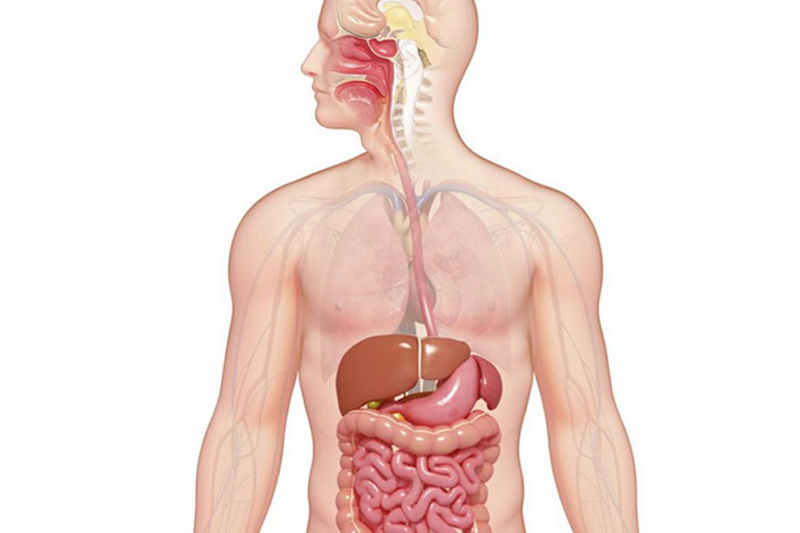 Hệ tiêu hóa khỏe mạnh là gì?