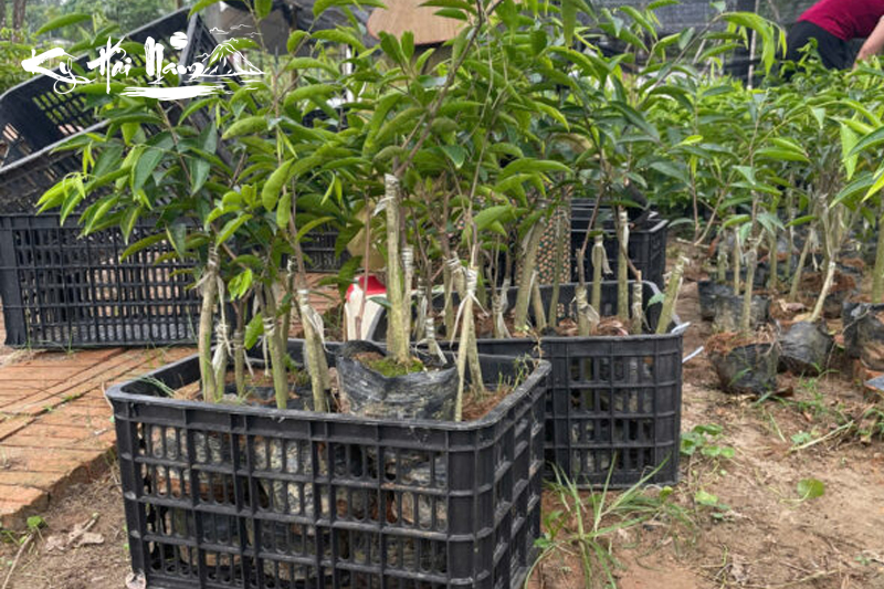 Cây giống Kỳ Hải Nam dòng Hải Vương F1