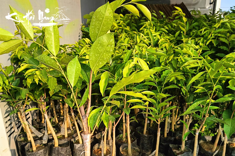 Cây giống Kỳ Hải Nam dòng Hương Mạch F1
