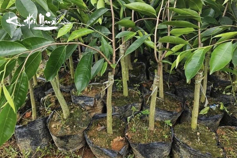 Bán cây giống Kỳ Hải Nam dòng Hương Mật F1