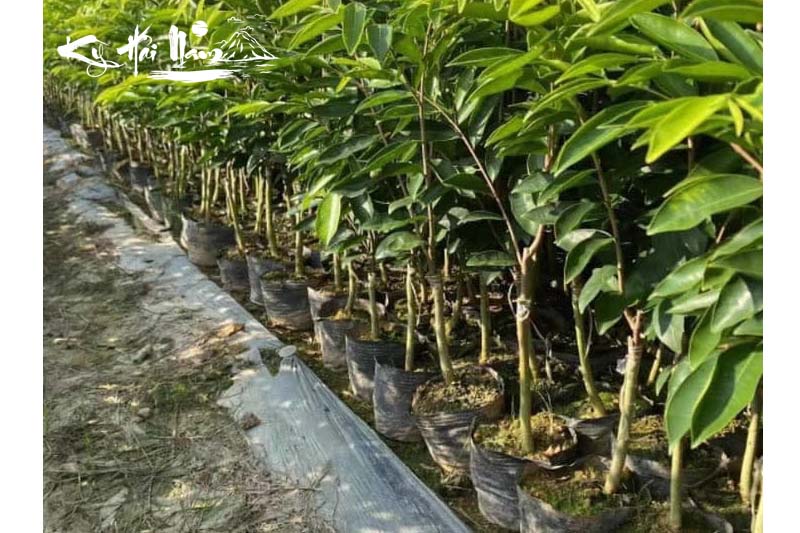 Bán cây giống Kỳ Hải Nam dòng Lá Kim F1